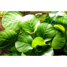 Людвигия Матто Гросс | Ludwigia Mato Grosso