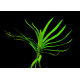Ейхорнія водна