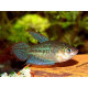 Карликовые гурами (Trichopsis pumilus)