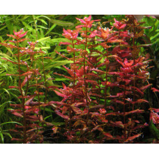 Ротала Макрандра | Rotala macrandra