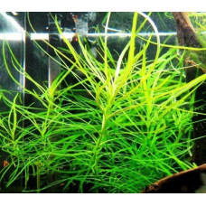 Погостемон Октопус 6-7 веток