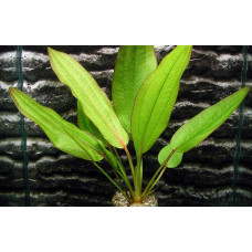 Ехінодорус Око Диявола | Echinodorus Devils Eye