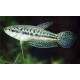 Карликовые гурами (Trichopsis pumilus)