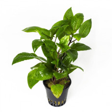 Гигрофила лимонник 5-6 веток