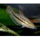 Карликовые гурами (Trichopsis pumilus)