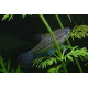 Карликовые гурами (Trichopsis pumilus)