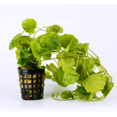 Сердечник лировидный 7 веток