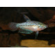 Карликовые гурами (Trichopsis pumilus)