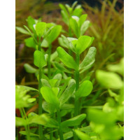 Бакопа Моньє | Bacopa monnieri