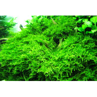 Різдвяний мох | Christmas Moss