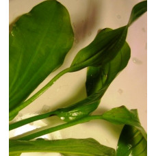 Ехінодорус Прозорий | Echinodorus pellucidus Rataj