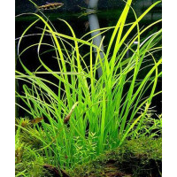 Циперус хелфера | Cyperus helferi