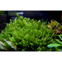 Мох Камерун | moss sp. Cameroon | Hanegoke Sp. Cameroon