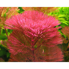 Кабомба Червона | Cabomba piauhyensis