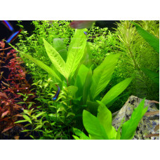 Гигрофила коримбоза ''узколистная'' | Hygrophila corymbosa