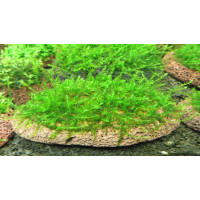 Мох Бабл | moss sp. Bubble