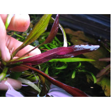 Ехінодорус Червоний Диявол | Echinodorus "Red Devil"