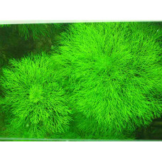 Лимнофила Водная | Limnophila aquatica