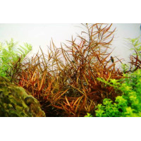 Людвігія Аркуата | Ludwigia arcuata