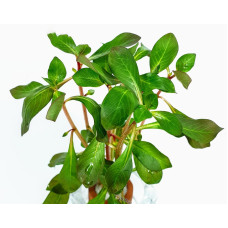 Людвигия Марилия 5 веток