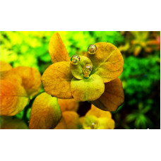 Людвигия Марилия | Ludwigia Marilia