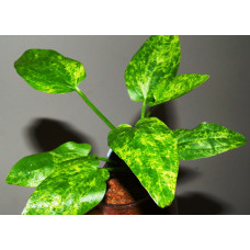 Ехінодорус Мармурова королева | Echinodorus Marble Queen