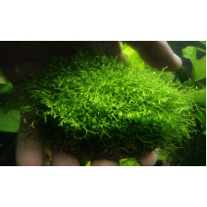 Річія Амано