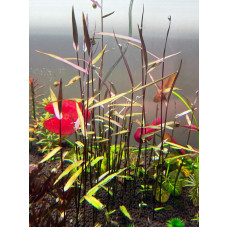 Poaceae Purple Bamboo 10 веток