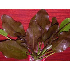 Ехінодорус Станек | Echinodorus Stanek