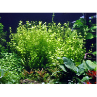 Ліндернія Круглолистна | Lindernia rotundifolia