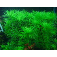 Тоніна Манаус| Tonina sp Manaus