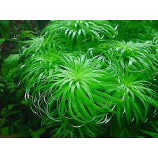 Тонина Белем | Tonina sp.Belem