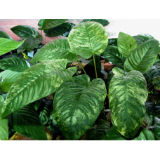 Анубиас бартера Кладифолия "вариагатный" | Anubias barteri var. caladifolia “variegated”
