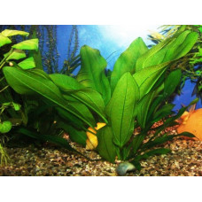 Ехінодорус Селовіанус (Echinodorus sellovianus)