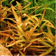 Аммания сенегальская | Ammannia senegalensis