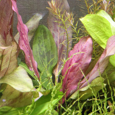 Эхинодорус Сансет (Echinodorus Sunset)