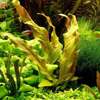 Барклая лонгифолия зелена | Barclaya longifolia green
