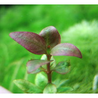 Альтернантера Рейнека Оціпус | Alternanthera Reineckii Ocipus 