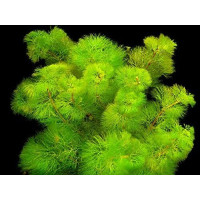 Кабомба акватіка | Cabomba aquatica