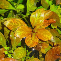 Людвігія розе | Ludwigia sp. Rose