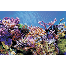 Задній фон для акваріума SF DECO POSTER A1 60X30 CM (A4072005)