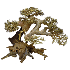Дерево бонсай BONSAI DRIFTWOOD L (A4080110)
