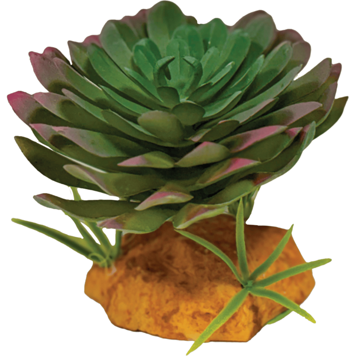 REPTO PLANT ECHEVERIA (R5100625) Штучна рослина для тераріума