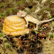 HABISTAT SANDSTONE JELLY POT HOLDER (R3100010) тримач