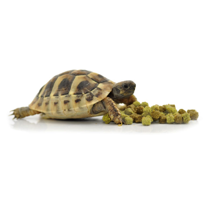 HABISTAT TORTOISE FOOD FRUIT & FLOWER 200 GRAM (R8100025) корм для сухопутних черепах (різні смаки)