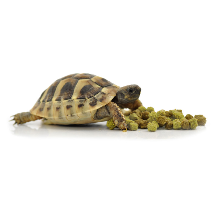 HABISTAT TORTOISE FOOD FRUIT & FLOWER 400 GRAM (R8100030)корм для сухопутних черепах (різні смаки)