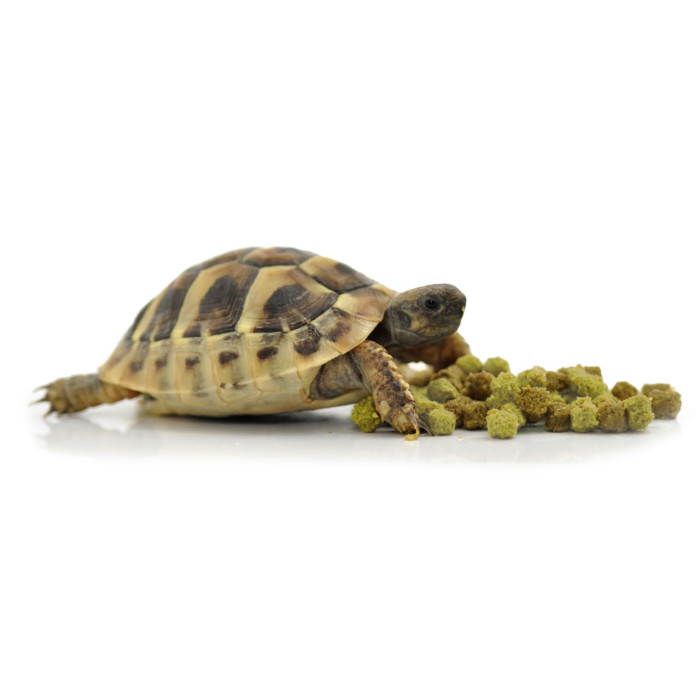 HABISTAT TORTOISE FOOD FRUIT & FLOWER 800 GRAM (R8100035) корм для сухопутних черепах (різні смаки)
