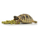 HABISTAT TORTOISE FOOD BANANA 400G (R8100020) корм для сухопутних черепах (різні смаки)
