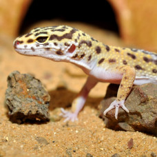 HABISTAT LEOPARD GECKO BEDDING 5 KG (R4100125) субстрат для геконів