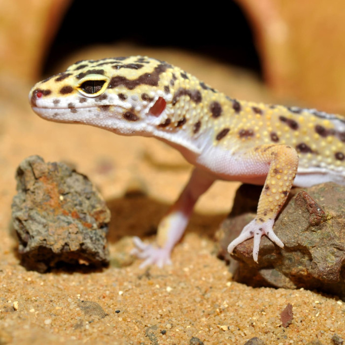 HABISTAT LEOPARD GECKO BEDDING 5 KG (R4100125) субстрат для геконів